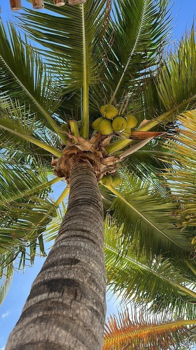 Caribbean Teakwood