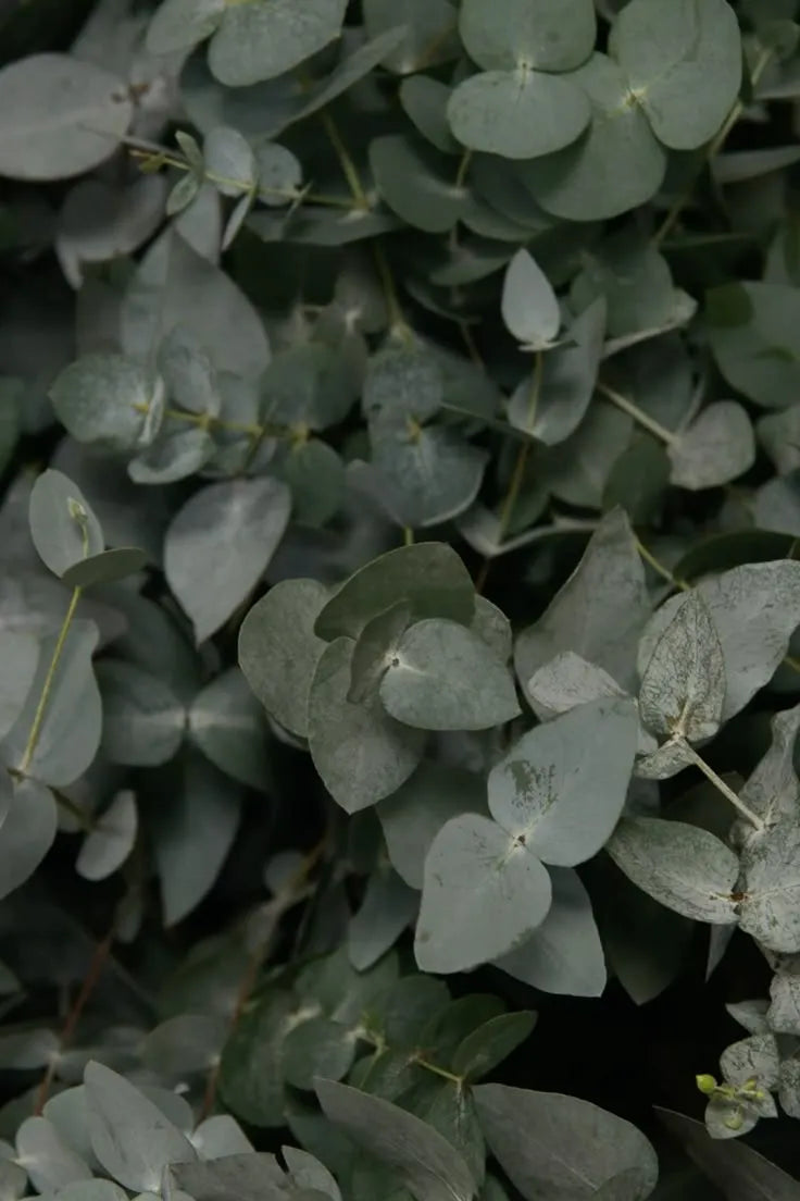 Eucalyptus Spearmint